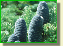 PLANTE �������� ������������ �������� ����������� ������������ ������� ���������� ������