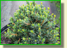 PLANTE �������� ������������ �������� ����������� ������������ ������� ���������� ������