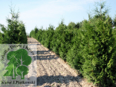 PLANTE szk�ka drzew krzew�w ozdobnych Pi�tkowski