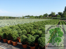 PLANTE szk�ka drzew krzew�w ozdobnych Pi�tkowski