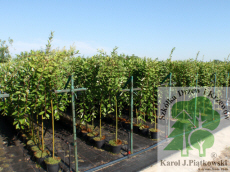 PLANTE szk�ka drzew krzew�w ozdobnych Pi�tkowski