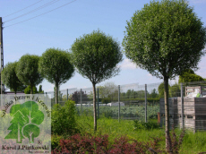 PLANTE szk�ka drzew krzew�w ozdobnych Pi�tkowski