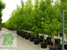 PLANTE szk�ka drzew krzew�w ozdobnych Pi�tkowski