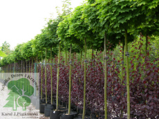 PLANTE szk�ka drzew krzew�w ozdobnych Pi�tkowski
