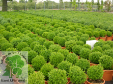 PLANTE szk�ka drzew krzew�w ozdobnych Pi�tkowski