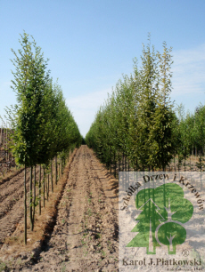 PLANTE szk�ka drzew krzew�w ozdobnych Pi�tkowski