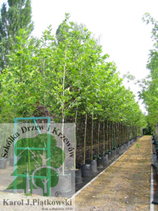 PLANTE szk�ka drzew krzew�w ozdobnych Pi�tkowski