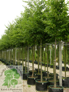 PLANTE szk�ka drzew krzew�w ozdobnych Pi�tkowski