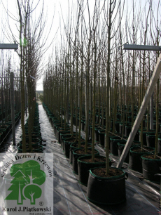 PLANTE szk�ka drzew krzew�w ozdobnych Pi�tkowski