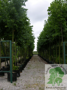 PLANTE szk�ka drzew krzew�w ozdobnych Pi�tkowski